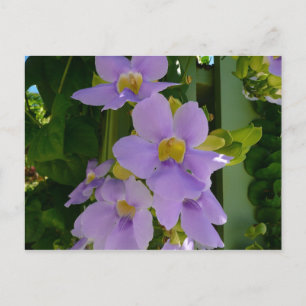 Himlar Flower Vine Tropical Lila Blommigt Vykort