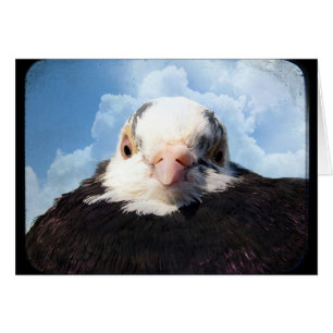 Himlar High Pigeon Tillfällen Greeting Card Hälsningskort