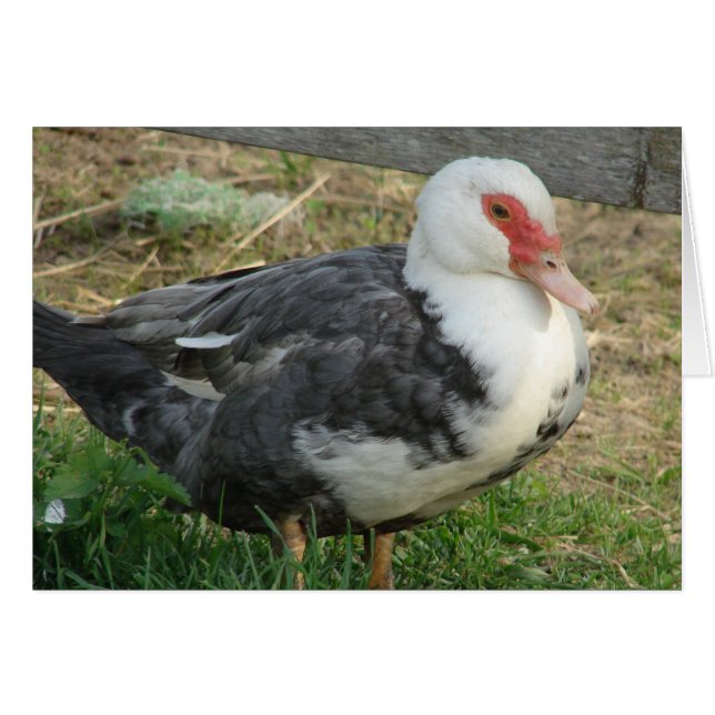 Himlar Jr. Hälsningskort (Framsidan Horizontal)