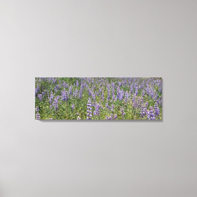 Himlar Lupines Canvastryck (Framsida)
