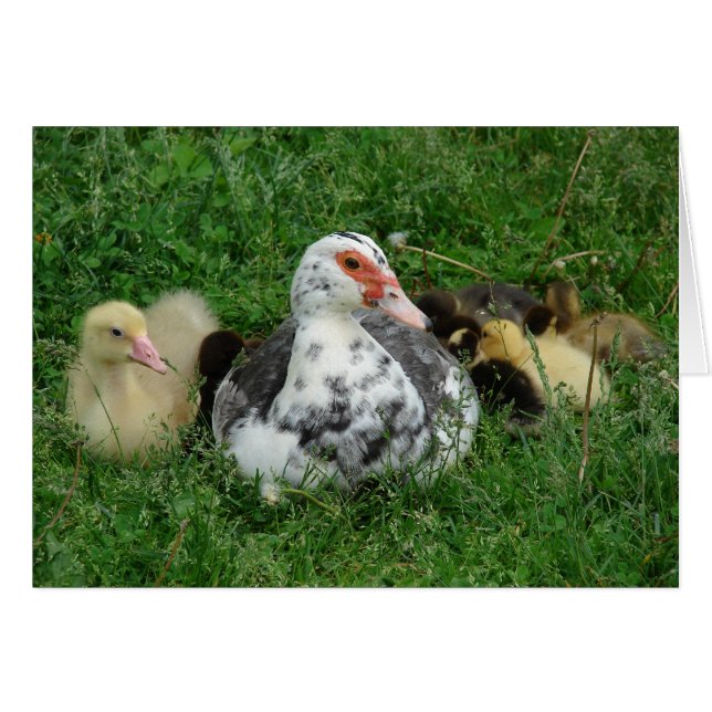 Himlar och anklingarna hälsningskort (Framsidan Horizontal)