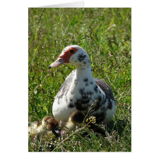 Himlar och hennes hertigdörer hälsningskort (Framsidan)