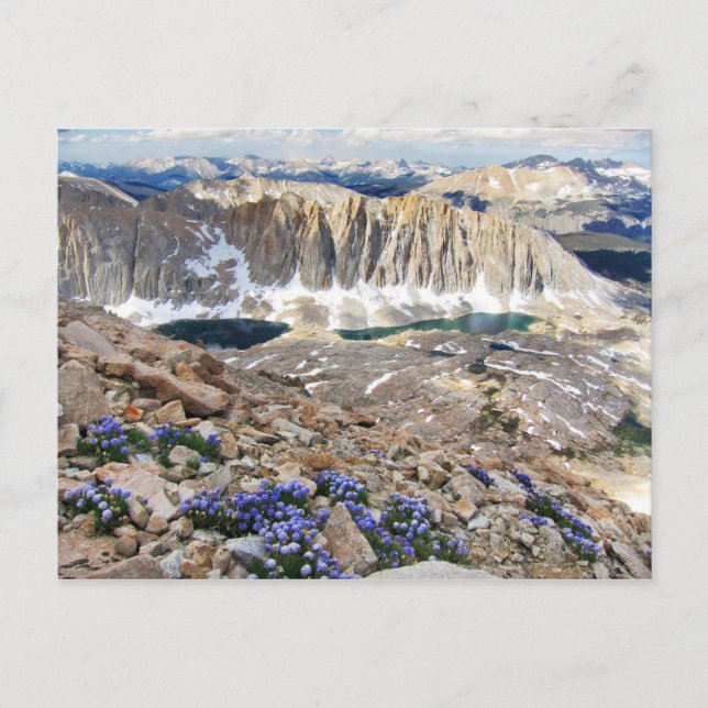 Himlar Pilot Flowers, Mt. Whitney, Kalifornien Vykort (Framsida)