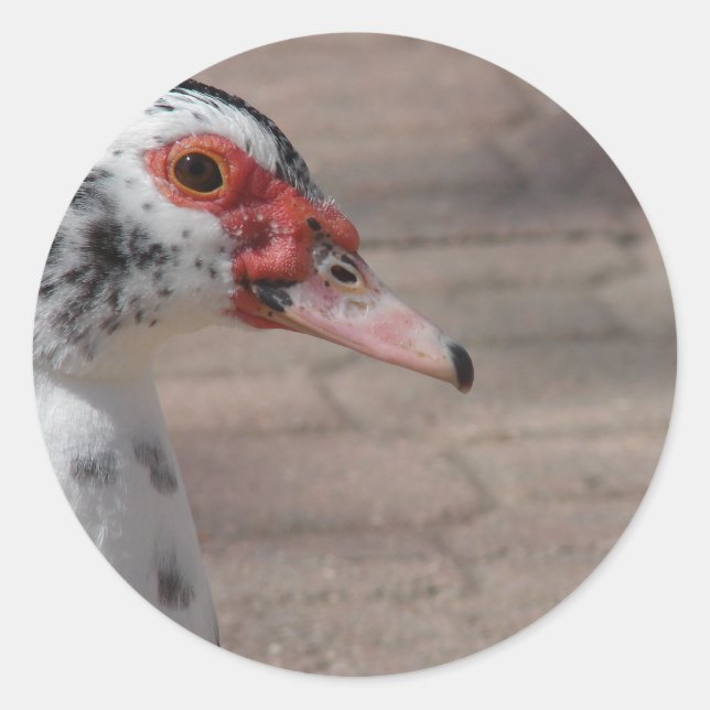 Himlar Runt Klistermärke (Framsida)