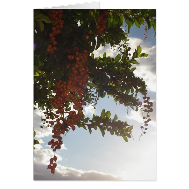 Himmel bär OBS kort (Framsidan)