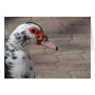 Himmel, Muscovy Hen Anka Hälsningskort