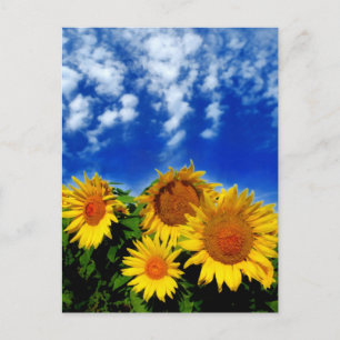 Himmel och Bloom Vykort