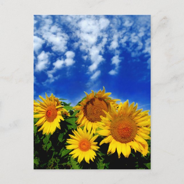 Himmel och Bloom Vykort (Framsida)