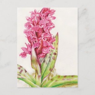 Himmeldeaui orchid bra art vattenfärgsvykort vykort