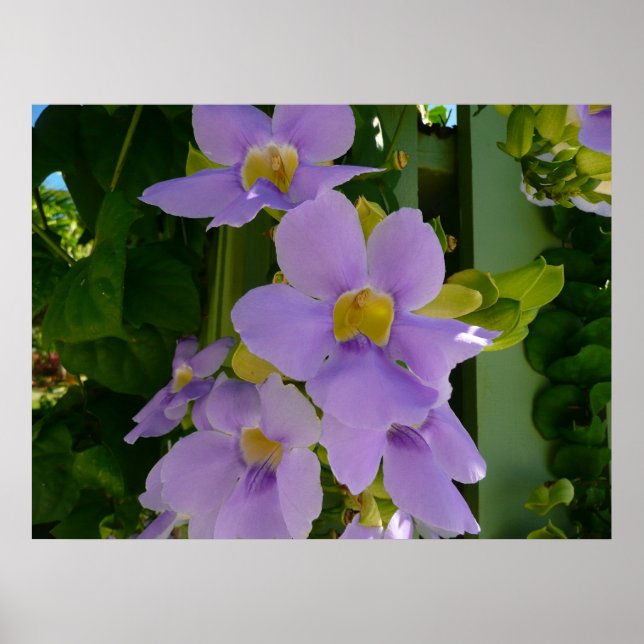 Himmelsblomma Vin Tropisk Lila Blomma Poster (Framsidan)