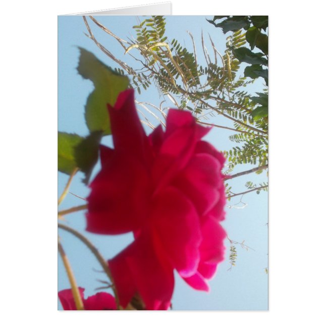 Himmelsk bloom: A Ro mot Himmel Hälsningskort (Framsidan)