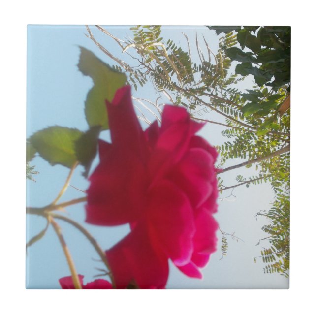 Himmelsk bloom: A Ro mot Himmel Kakelplatta (Framsidan)