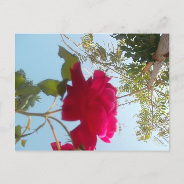 Himmelsk bloom: A Ro mot Himmel Vykort (Framsida)