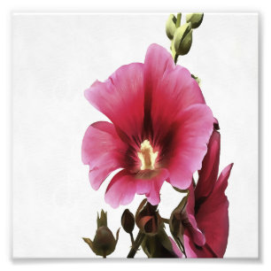 Himmelsk Rosa Hollyhock Malva Flower Blommigt Fototryck