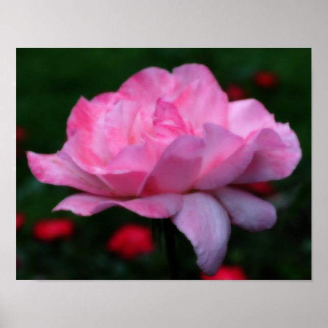 Himmelsk Rosa ros Flower Orton Art Poster (Framsidan)