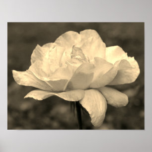 Himmelska Ro blomma i Sepia-färgton Poster