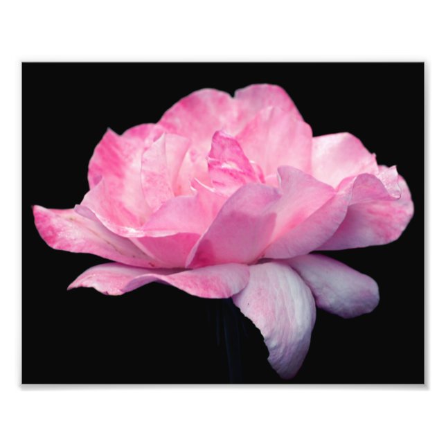 Himmelska Rosa ros, blomma 8 x 10 Fototryck (Framsidan)