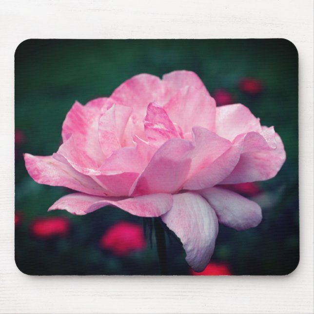 Himmelska Rosa ros-blomman Musmatta (Framsidan)
