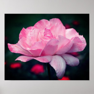 Himmelska Rosa ros-blomman Poster
