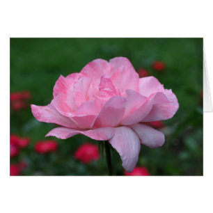 Himmelskt Rosa ros-Blomsterfotografi-kort OBS Kort