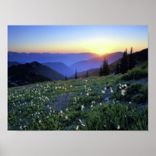 Hindrande Point Sunset, Olympic NP, WA, Förenta s Poster