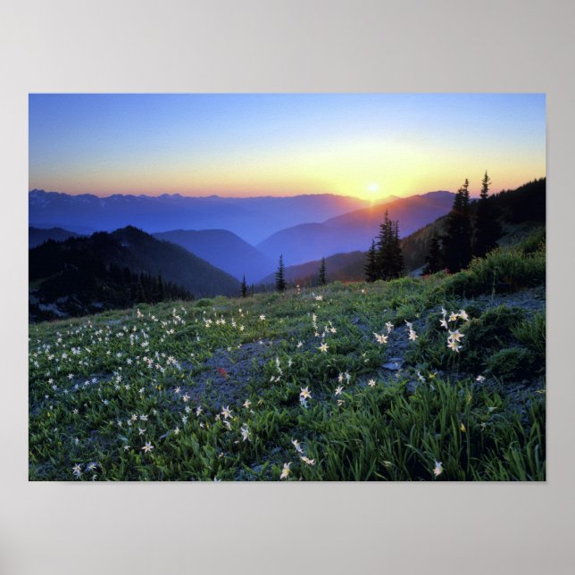Hindrande Point Sunset, Olympic NP, WA, USA Poster (Framsidan)