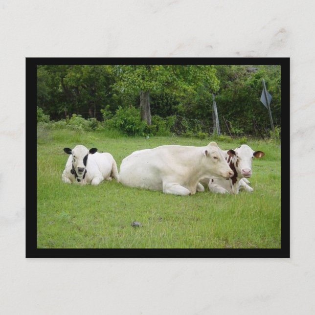 Hindu Cows Vykort (Framsida)