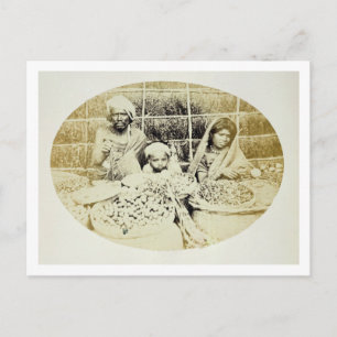 Hindu Vegetable and Fruit Sellers in Madras, 19:e Vykort