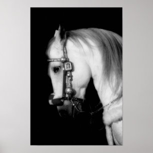 Hingst Poster