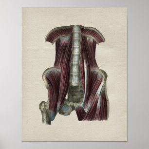 Hip Muscles Human Anatomy Vintage Print Poster