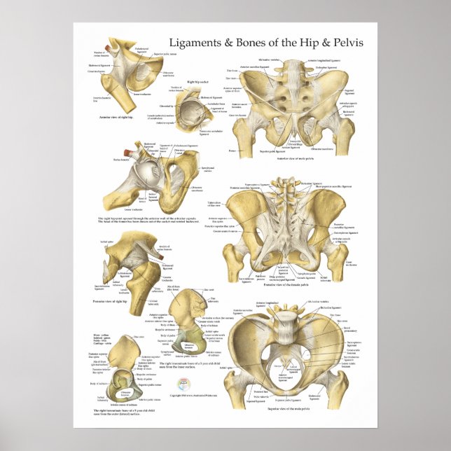 Hip- och Pelvis Ligaments Bones Anatomy Chart Poster (Framsidan)
