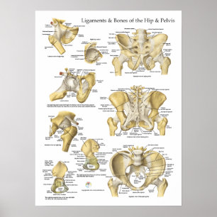 Hip Pelvis Anatomy Ligaments och Bones Poster