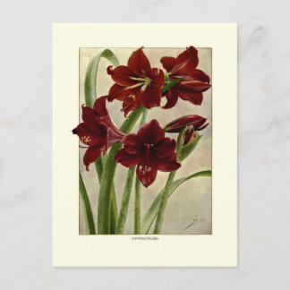 Hippeastrum (Amaryllis) Vykort