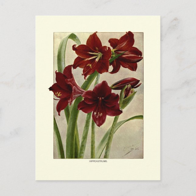 Hippeastrum (Amaryllis) Vykort (Framsida)