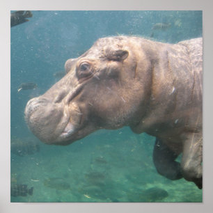 hippo1 poster