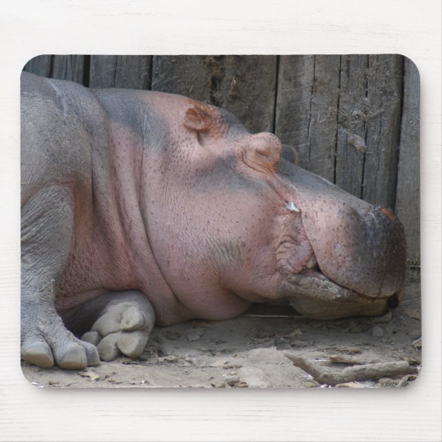hippo2-4 musmatta (Framsidan)