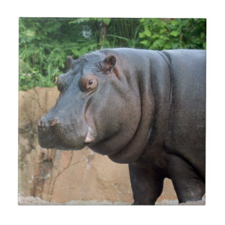 hippo-6 kakelplatta