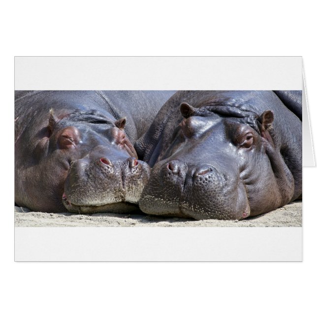 Hippo-78352 Hälsningskort (Framsidan Horizontal)