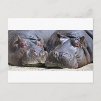 Hippo-78352 Vykort