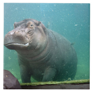 hippo-8 kakelplatta