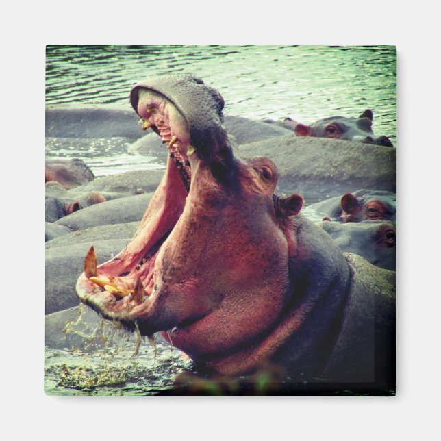 hippo big yawn magnet (Framsidan)
