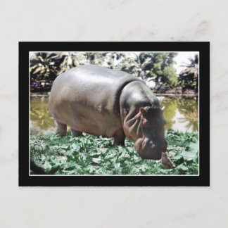 Hippo & Bird Vykort