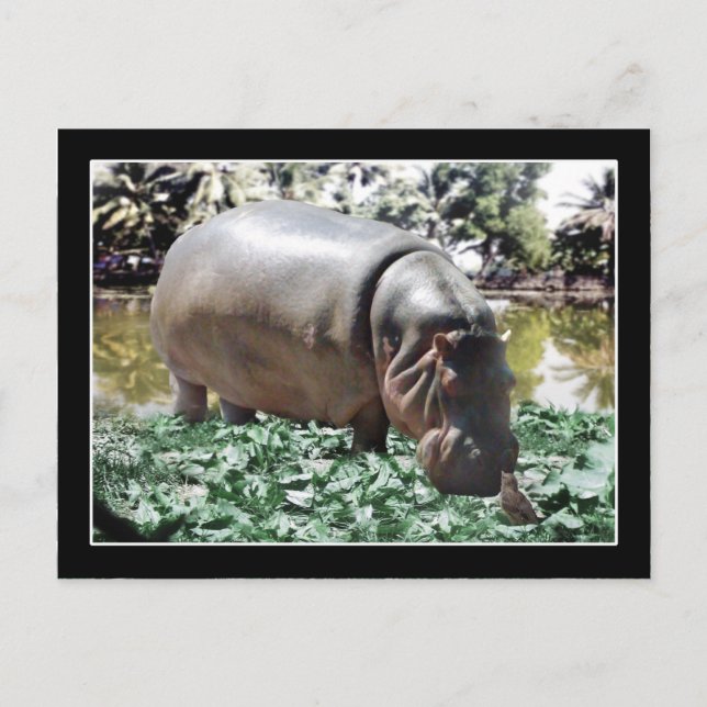 Hippo & Bird Vykort (Framsida)