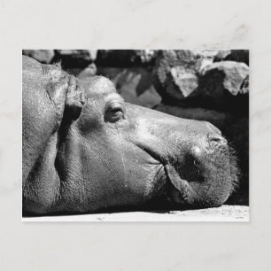 Hippo Doze-vykort Vykort