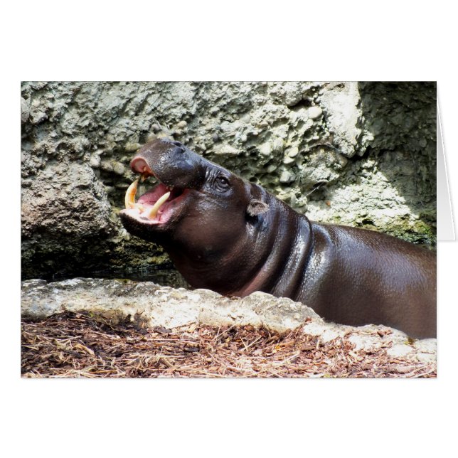 Hippo Hälsningskort (Framsidan Horizontal)