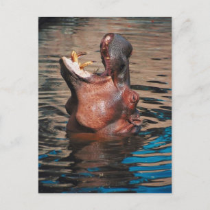 Hippo Head Vykort