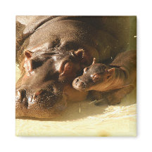 hippo magnet