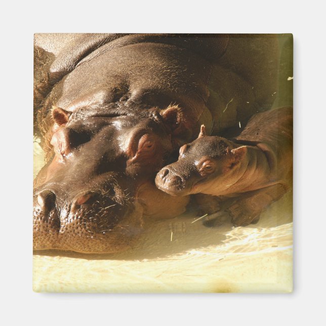 hippo magnet (Framsidan)