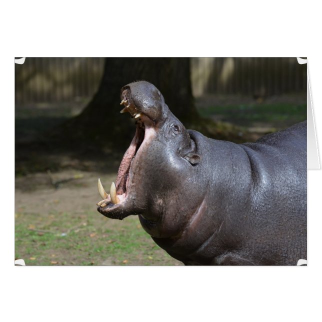 Hippo med munöppning hälsningskort (Framsidan Horizontal)