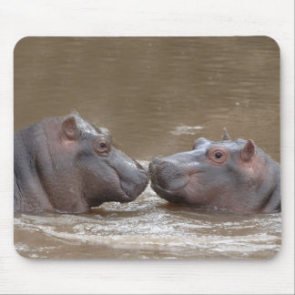 Hippo Musmatta